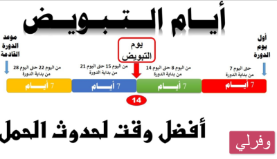 متى تبدأ فترة الحمل عند المرأة بعد الدورة الشهرية